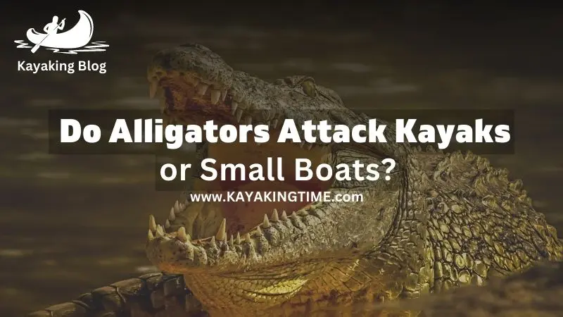 Do alligators attack kayaks