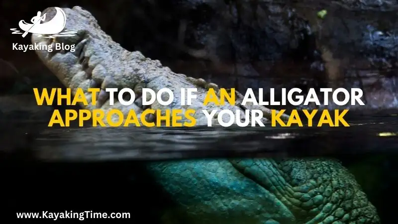 What to do if an Alligator Approaches to a kayak